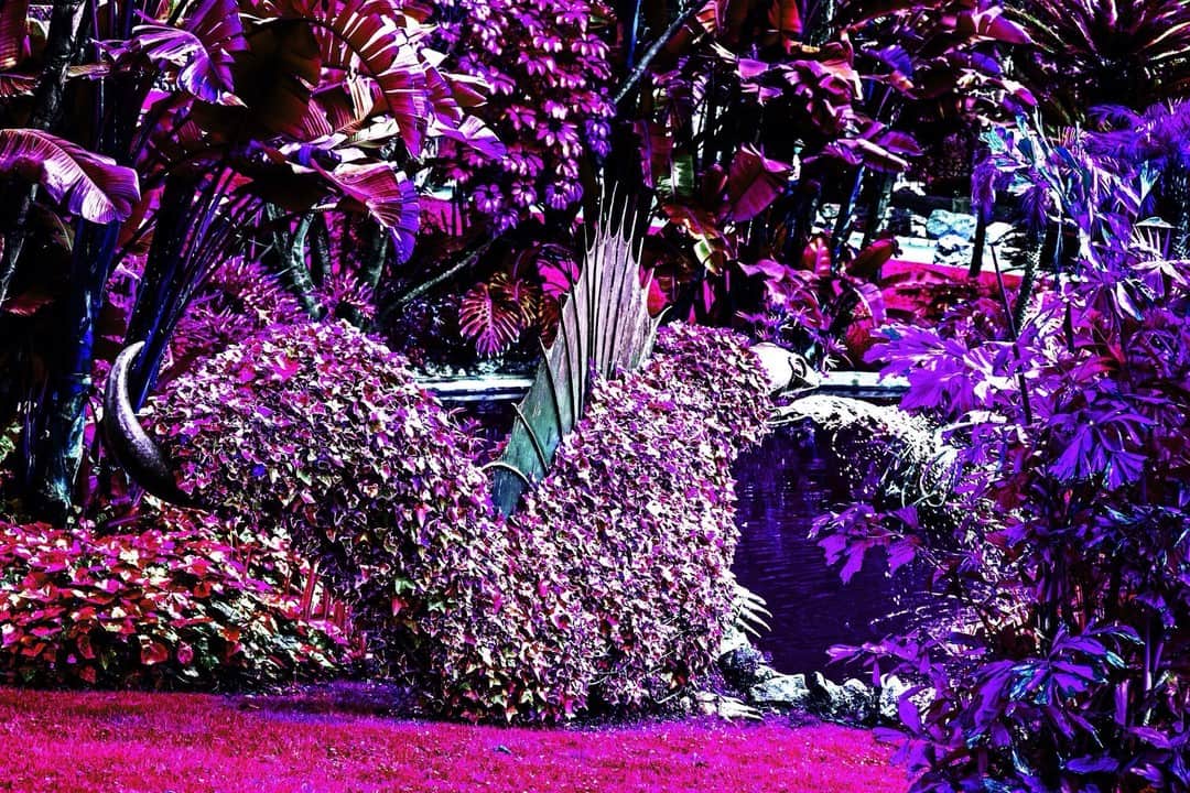 Vegetación exuberante de un jardín con la imagen virada a magenta y violeta.