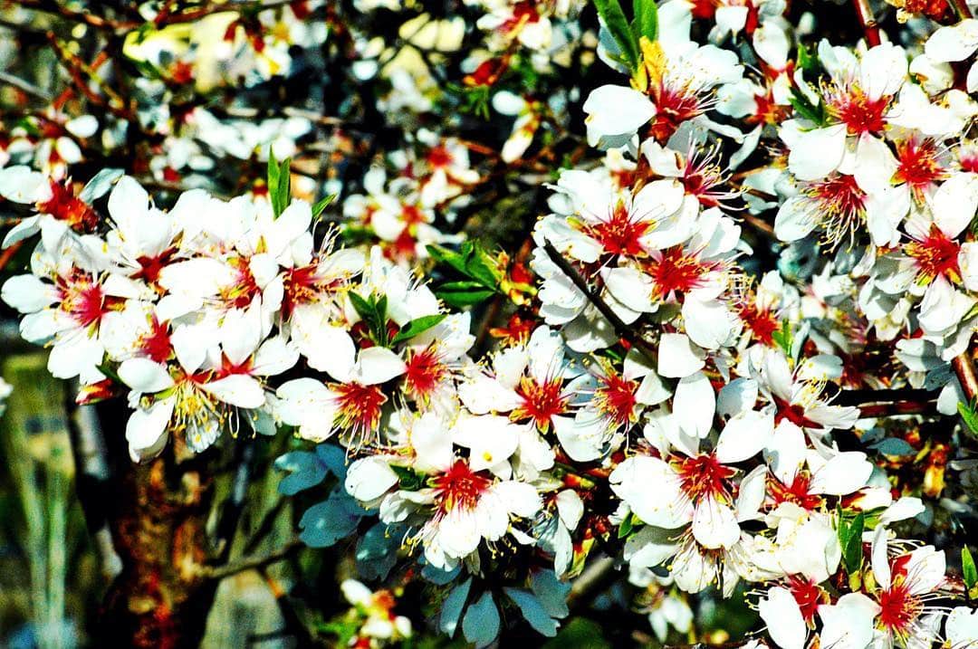 Masa de flores blancas de almendro con los estambres rojizos, llenando todo el encuadre.