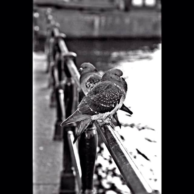 Dos palomas posadas muy juntas sobre la barandilla metálica de un canal, con el agua desenfocada detrás, en blanco y negro.