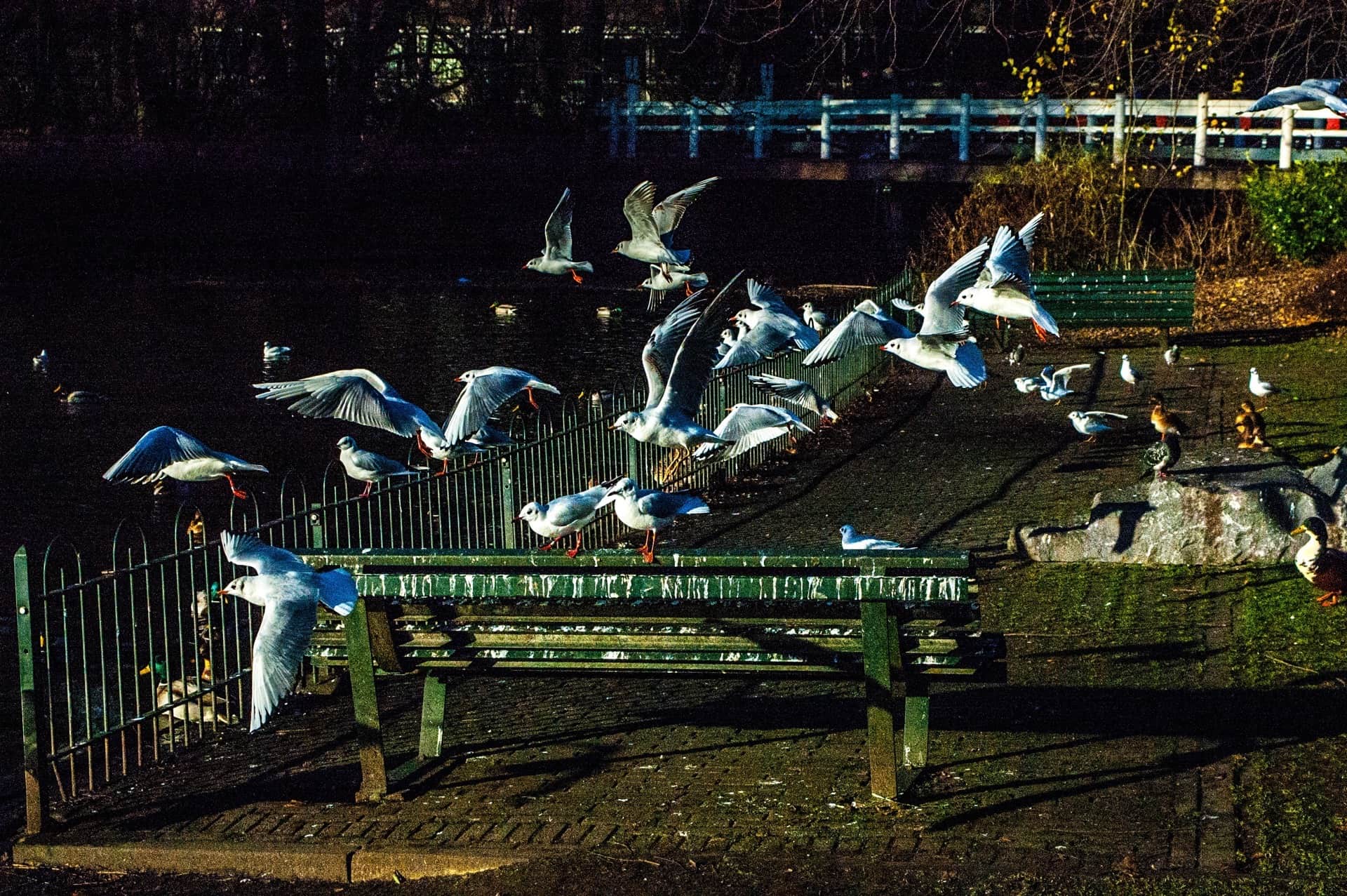 Bandada de gaviotas alza el vuelo sobre un banco verde y una verja de hierro junto al agua oscura de un parque.