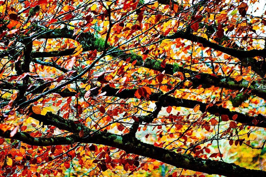 Ramas de un árbol cubiertas de hojas otoñales en rojos y amarillos, vistas desde abajo.