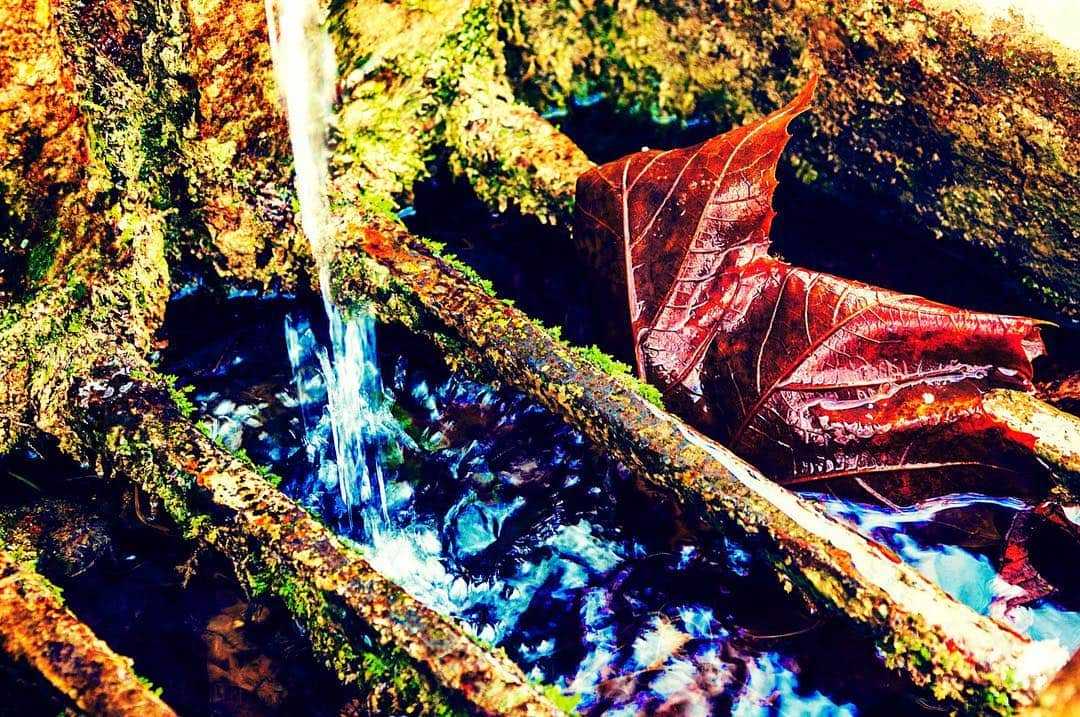 Hojas secas y agua entre troncos, con los colores llevados a naranjas, azules y verdes muy saturados.