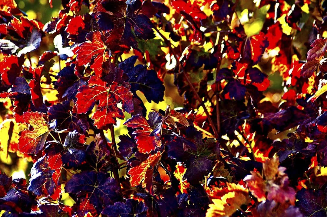 Hojas de vid en otoño en rojos, morados y amarillos, llenando todo el encuadre.