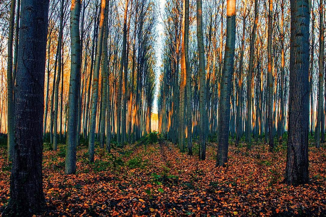 Interior de un bosque de troncos rectos y desnudos, con el suelo cubierto de hojarasca rojiza y luz entre los árboles.