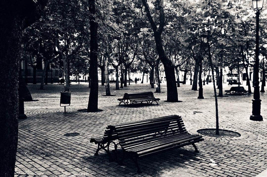 Banco vacío en un paseo empedrado entre árboles, en blanco y negro con fuerte contraste.