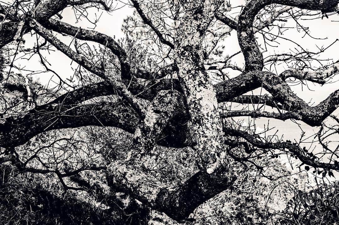 Ramas retorcidas de un árbol viejo extendiéndose por todo el encuadre, en blanco y negro.