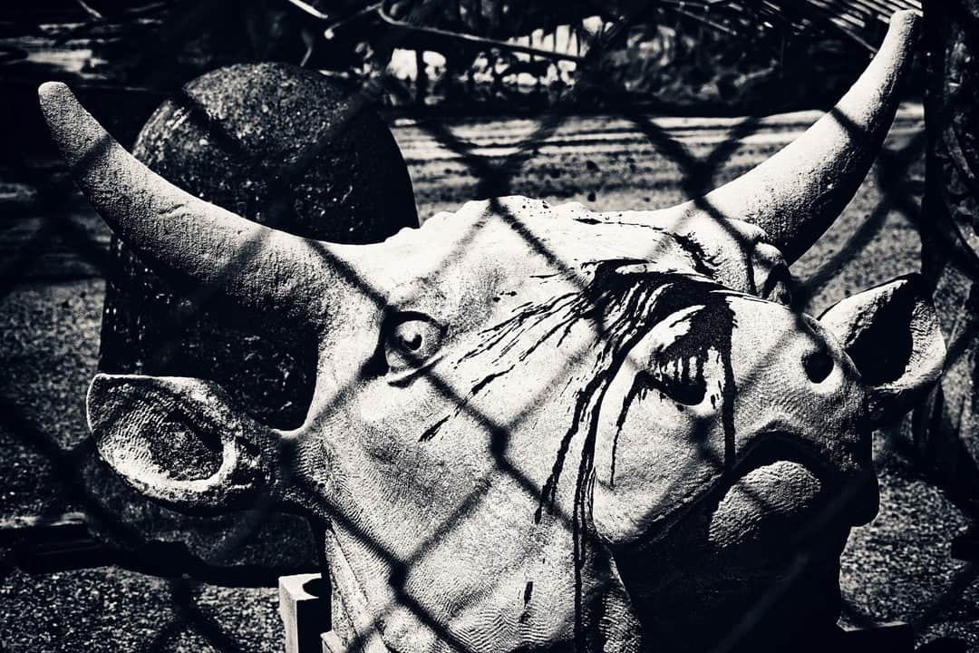 Cabeza de toro esculpida tras una reja metálica, en blanco y negro y con mucho contraste.