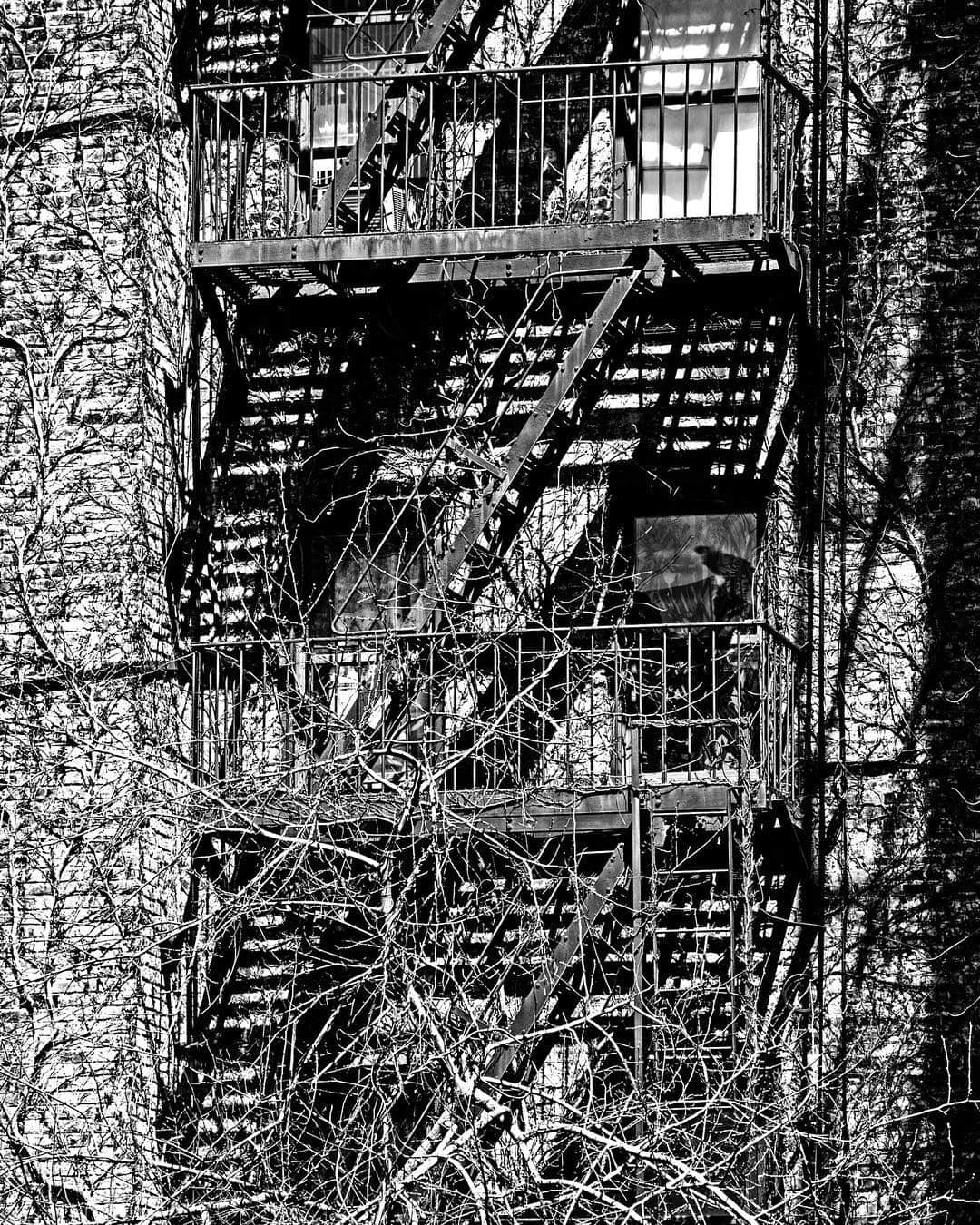 Escaleras de incendios metálicas cubriendo la fachada de un edificio, entre ramas, en blanco y negro.