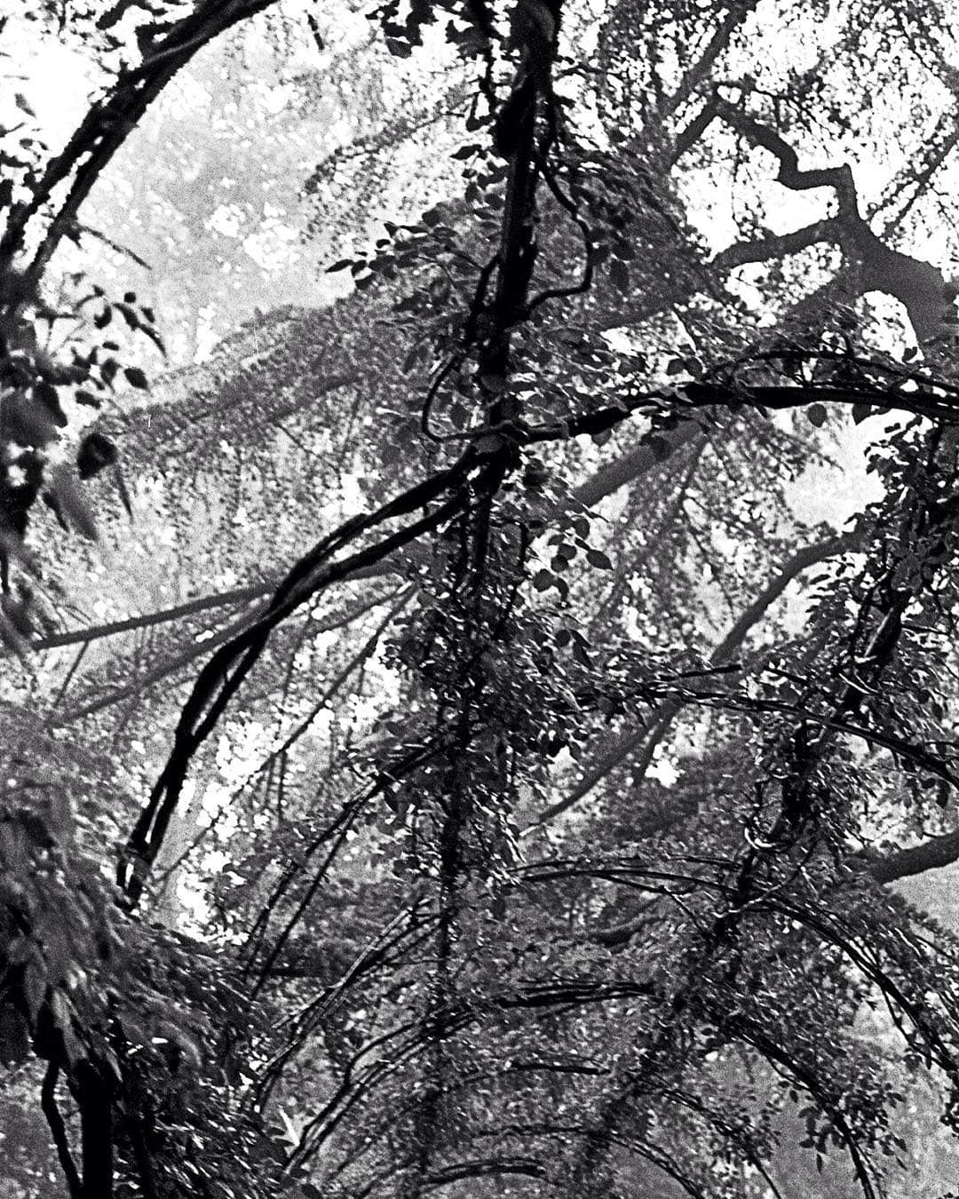 Copas y ramas entrelazadas de árboles vistas desde abajo, en blanco y negro.