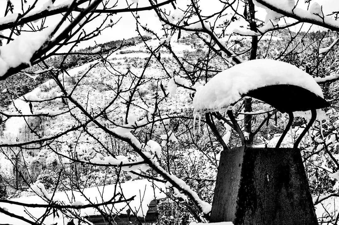 Chimenea de piedra cubierta de nieve entre ramas desnudas, en blanco y negro.