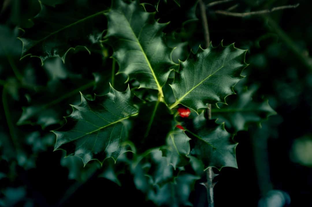Hojas de acebo verde oscuro con un fruto rojo, sobre fondo en penumbra.