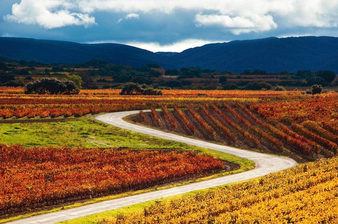 Viñedos en otoño, con las cepas en franjas rojas y doradas y un camino serpenteando entre ellas.