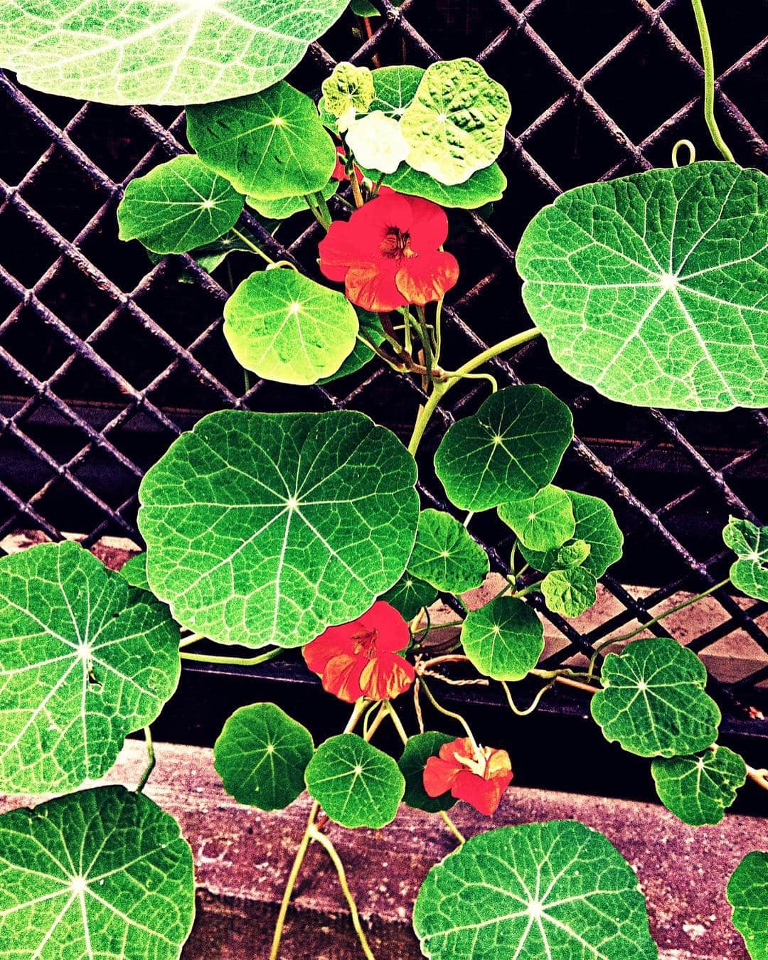 Hojas redondas de capuchina y flores rojas trepando por una reja metálica.