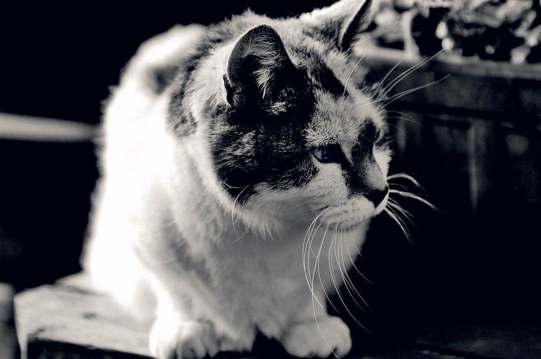 Gato blanco y gris de perfil, con los bigotes iluminados, en blanco y negro.