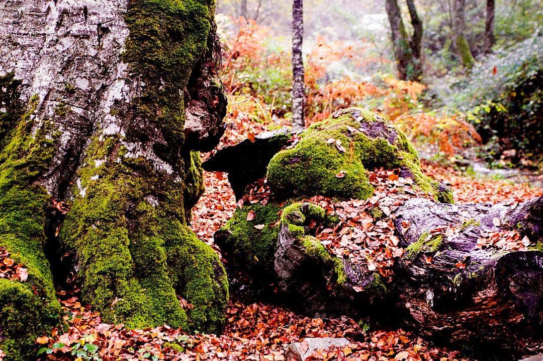Suelo de bosque con troncos y rocas cubiertos de musgo verde, entre hojas secas de otoño.