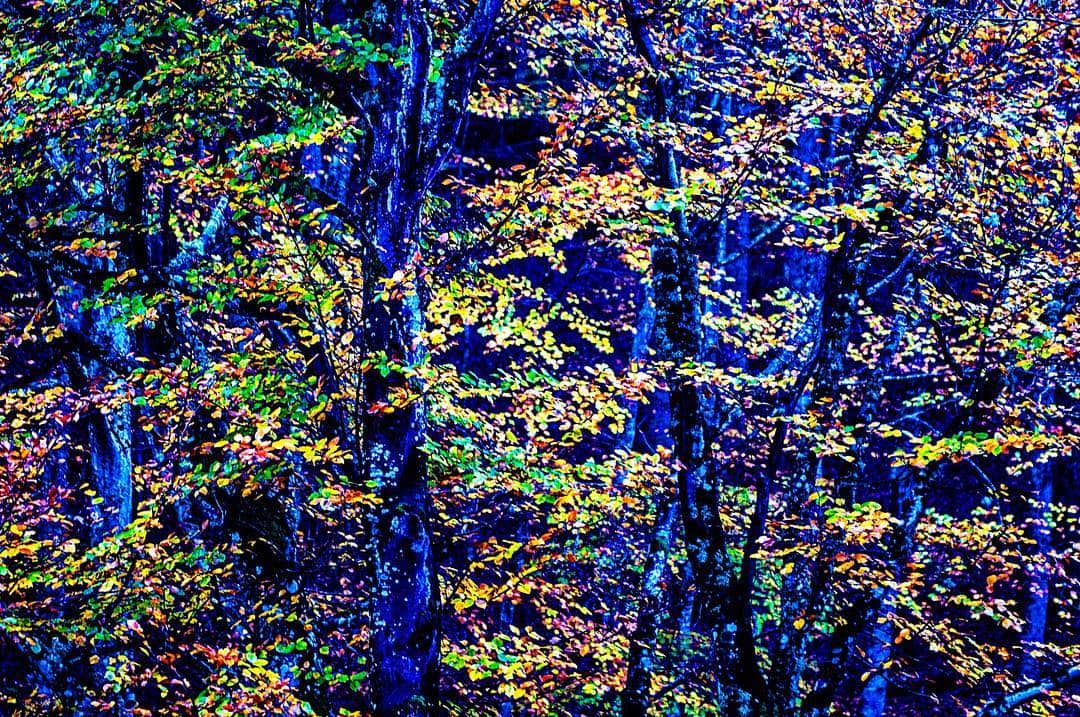 Interior de un bosque con los troncos virados a azul intenso y el follaje convertido en manchas de amarillo y verde.