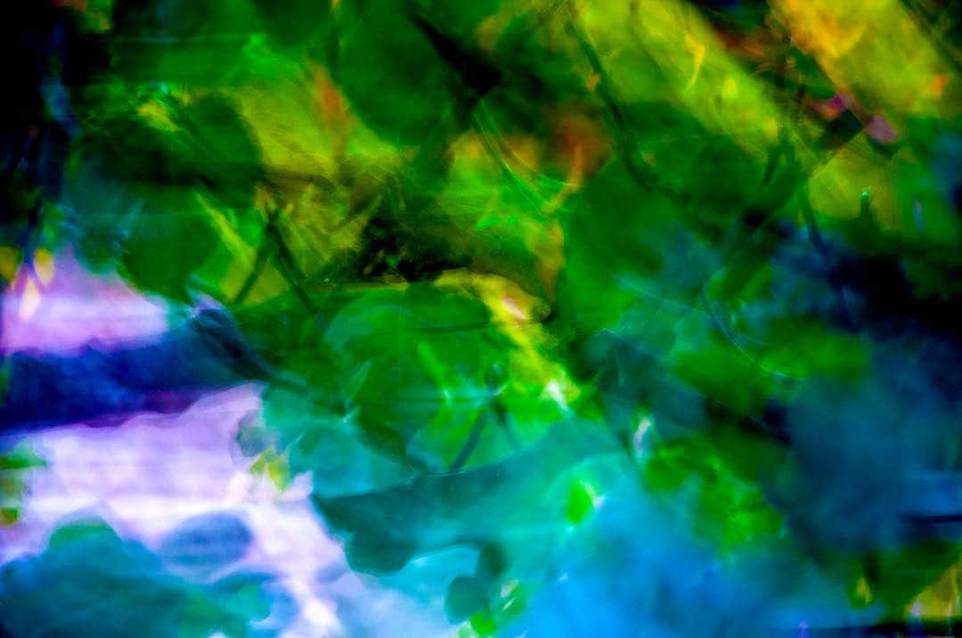 Imagen abstracta de hojas de vid muy desenfocadas, con verdes, azules y violetas fundiéndose.
