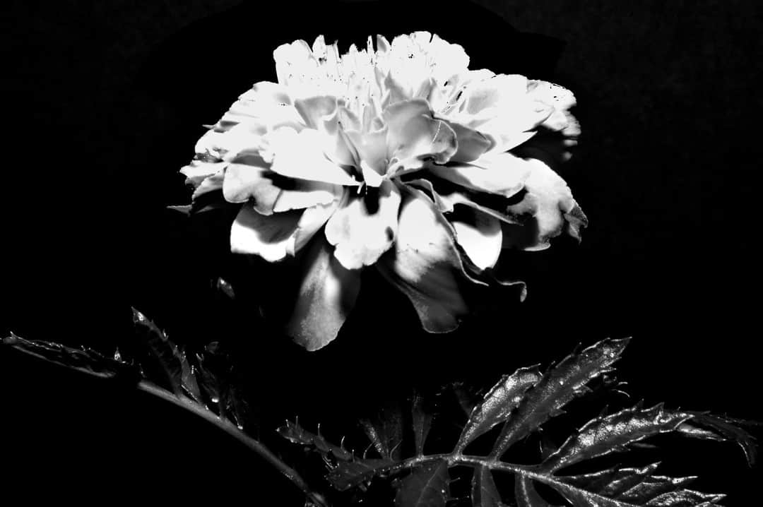 Flor blanca abierta, iluminada sobre un fondo negro, en blanco y negro.