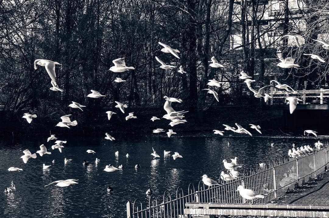 Bandada de gaviotas blancas volando y posadas sobre un agua oscura, junto a una barandilla.