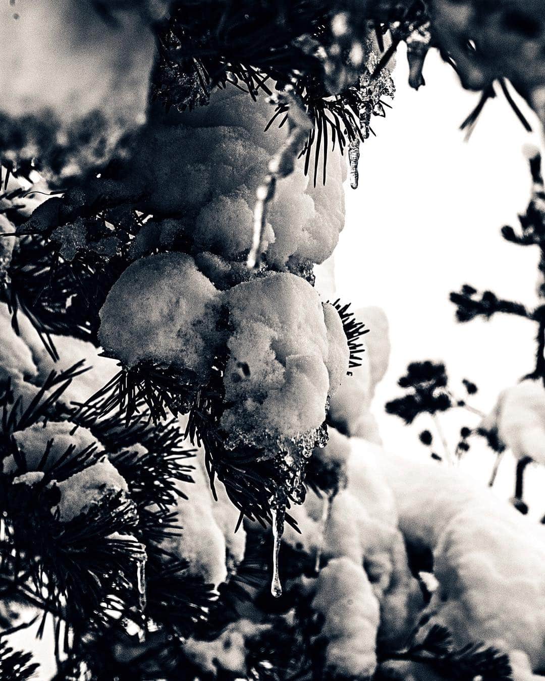 Ramas de conífera cargadas de nieve, vistas de cerca contra un cielo blanco.