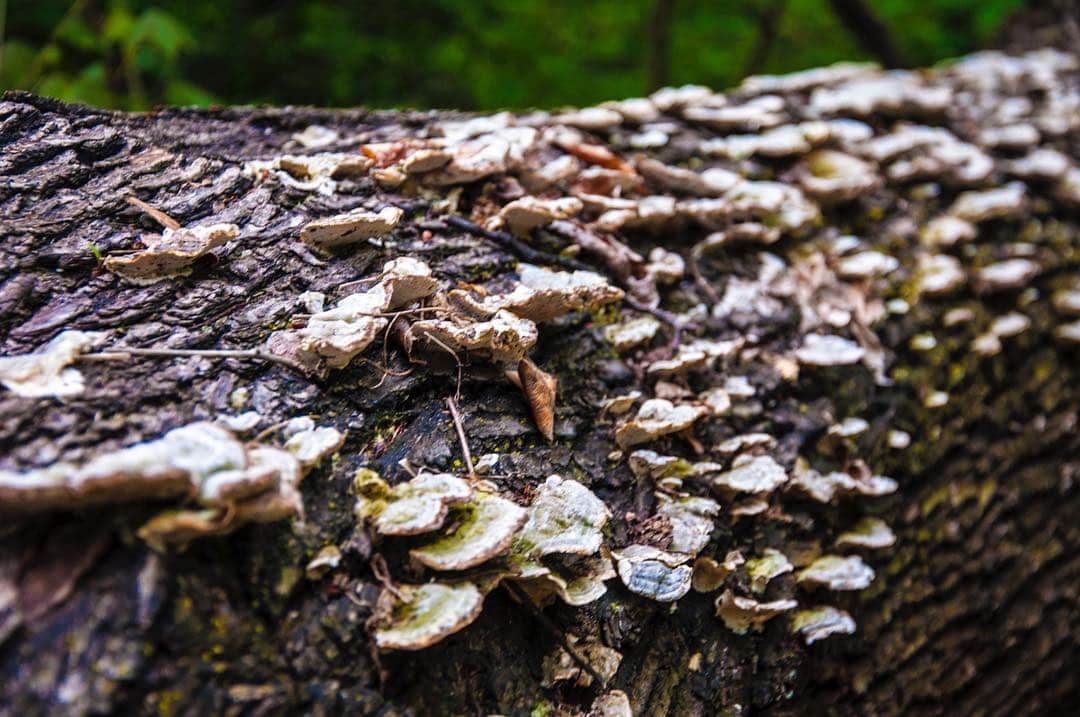 Hongos de repisa creciendo en hilera sobre la corteza de un tronco caído, con el fondo verde desenfocado.