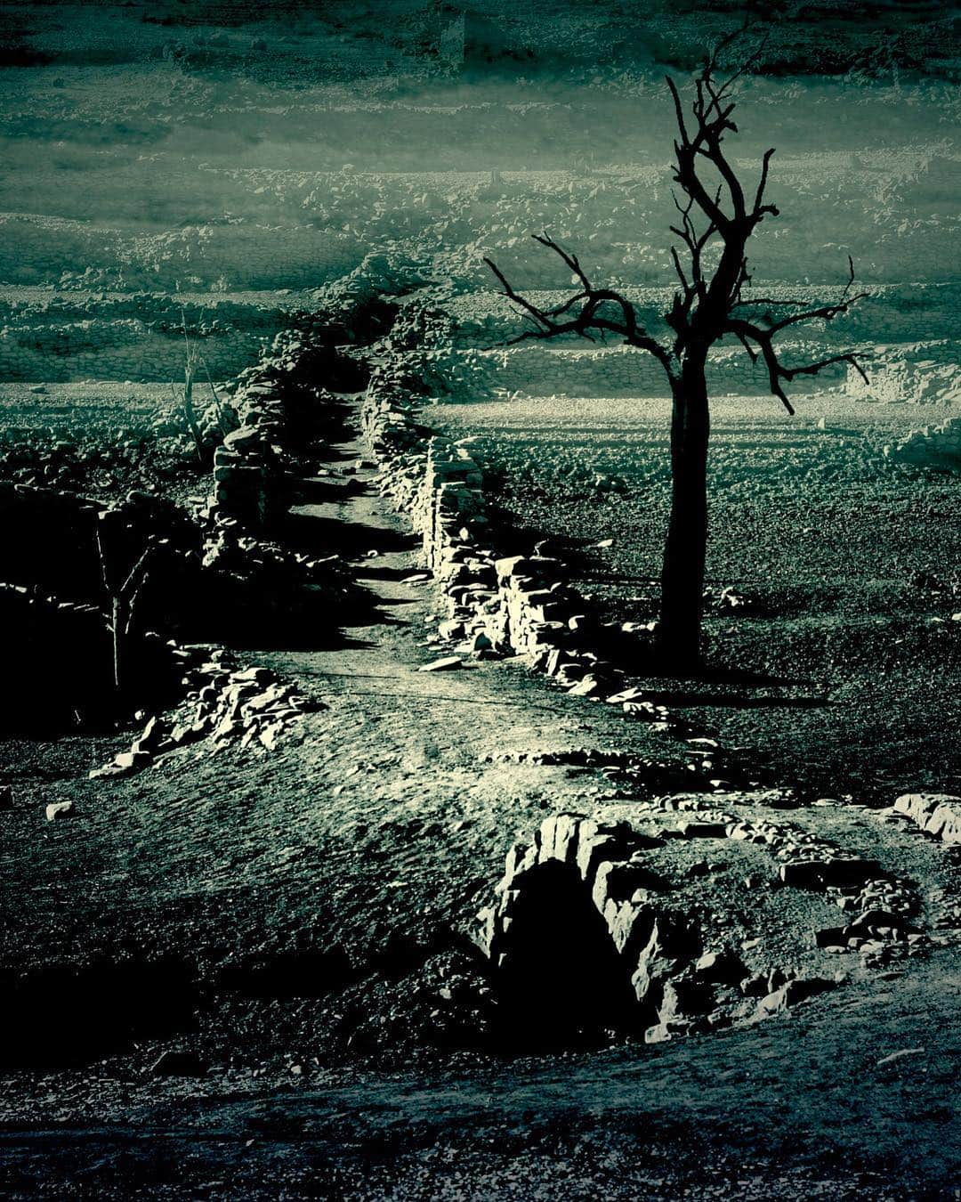 Árbol muerto junto a un muro de piedra en un paisaje árido, con toda la imagen virada a verde azulado.