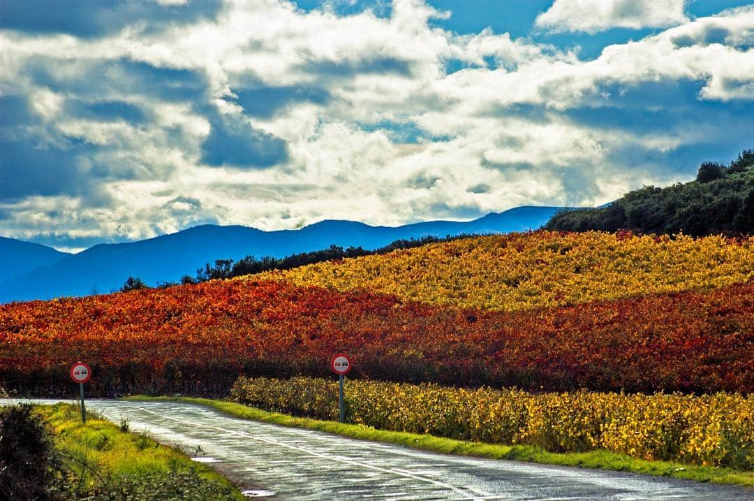Carretera bordeada de viñedos otoñales, con montañas azules al fondo bajo un cielo de nubes.