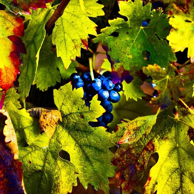 Racimo de uvas azules entre hojas de vid amarillas y verdes, en primer plano y con color muy saturado.