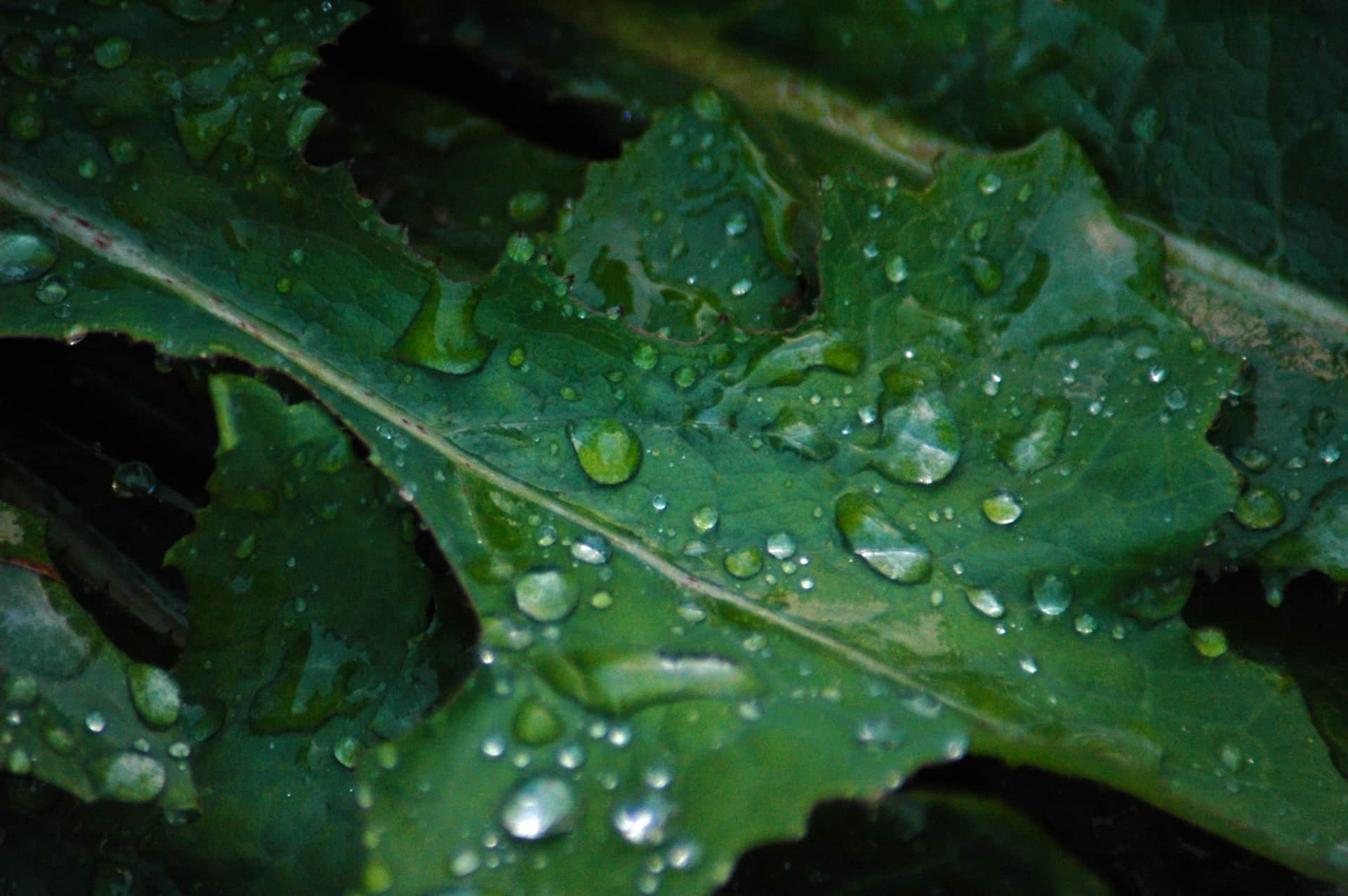 Hojas verdes cubiertas de gotas de agua de distinto tamaño en primer plano, con el fondo en sombra.