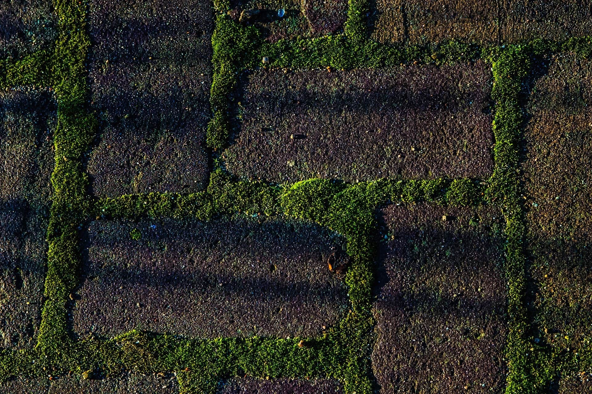 Musgo verde brotando en las juntas de un pavimento de adoquines oscuros, visto desde arriba.