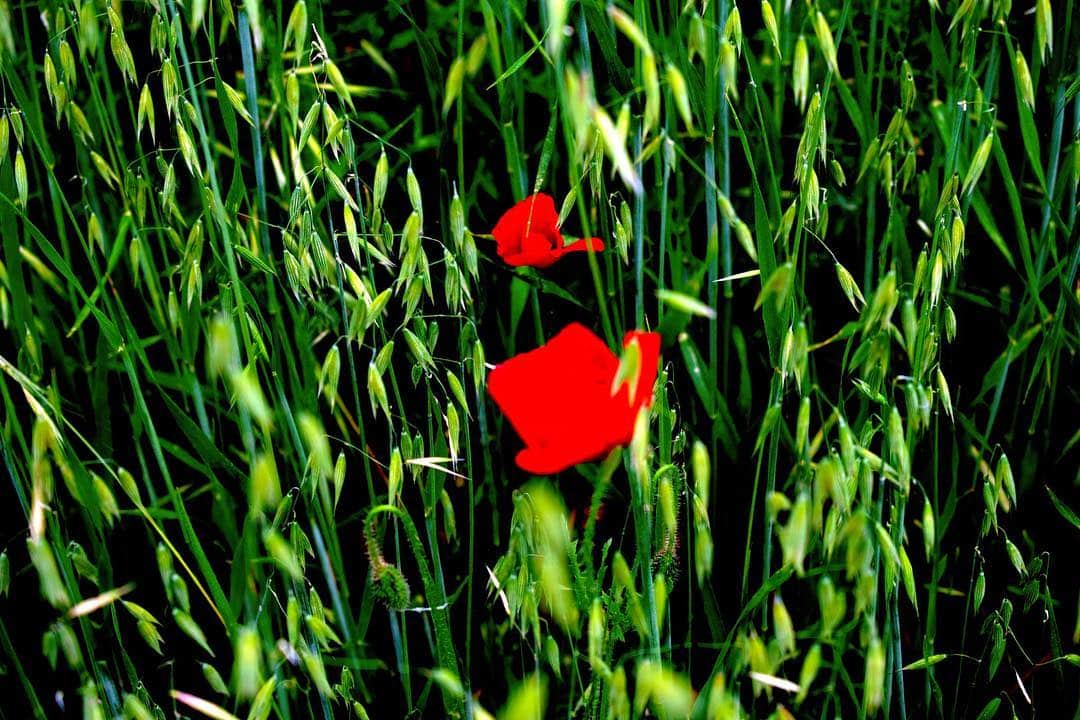 Dos amapolas rojas asomando entre la hierba verde alta.