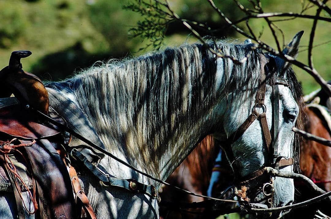 Cabeza y cuello de un caballo blanco enjaezado, de perfil, con las crines al viento y el fondo verde desenfocado.