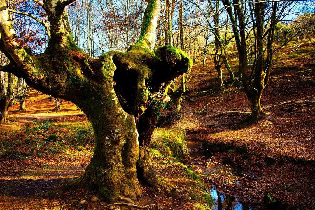 Haya centenaria de tronco retorcido y cubierto de musgo, en un bosque de suelo rojizo.