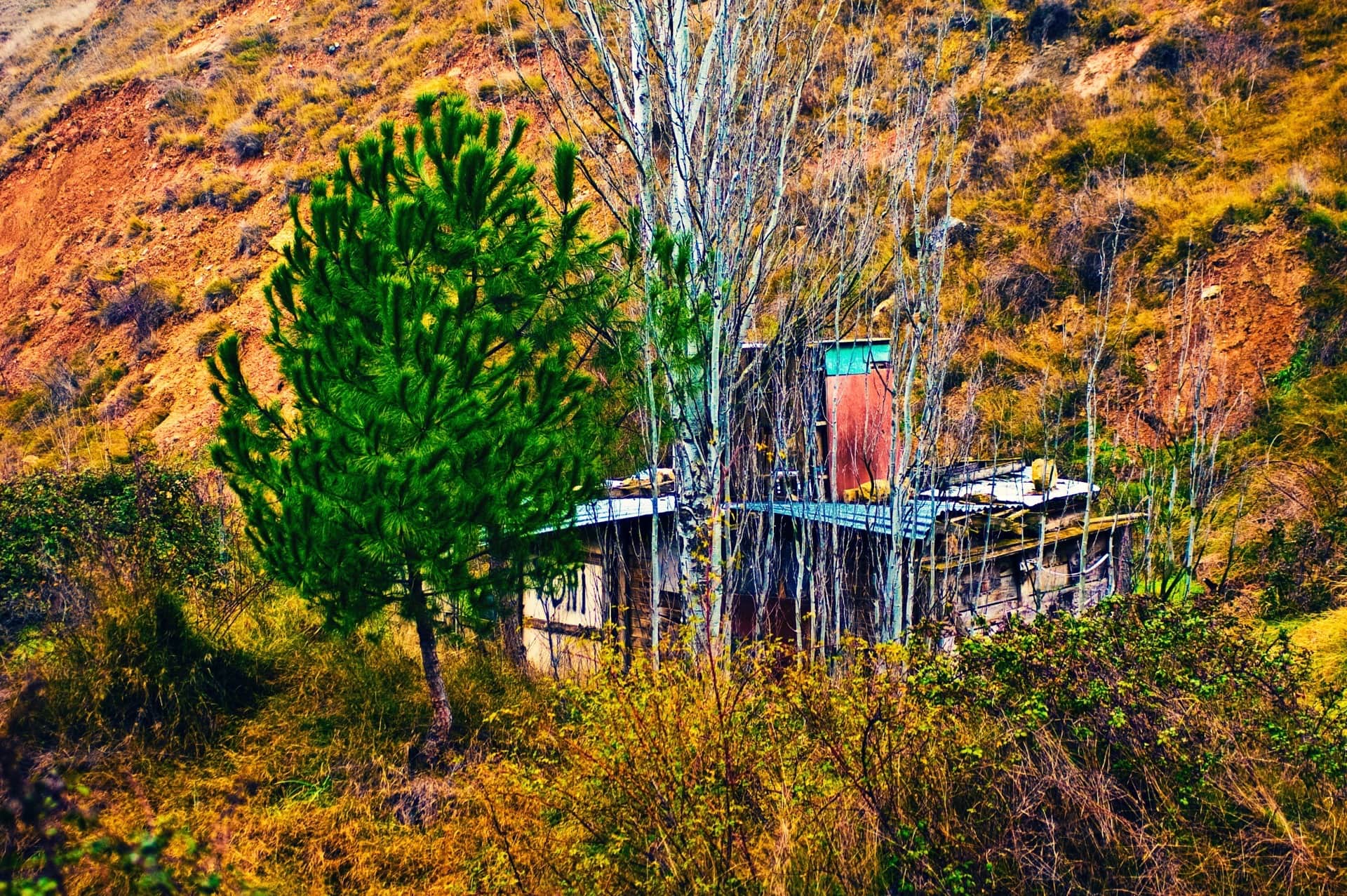 Caseta de madera y chapa con una pared roja, entre árboles sin hojas y un pino verde, en una ladera de tierra ocre