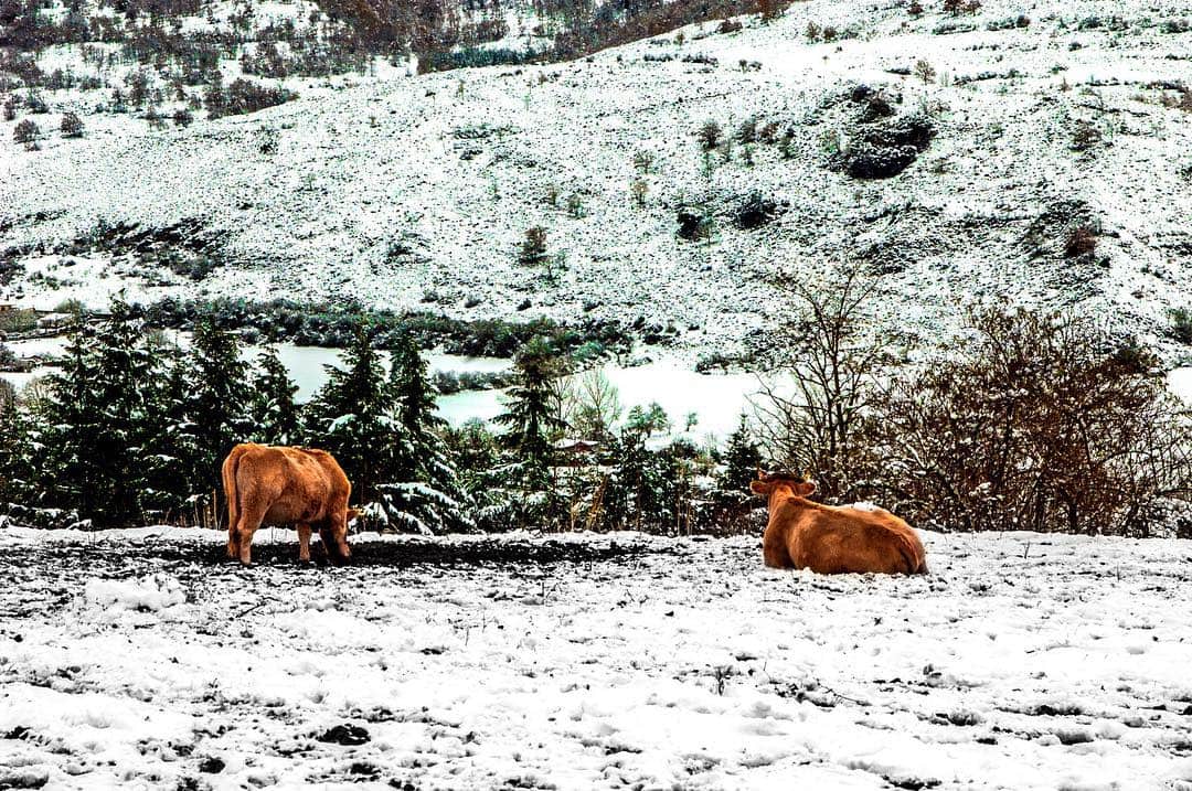 Dos vacas pardas en una ladera nevada, una de pie y otra tumbada, junto a un seto.