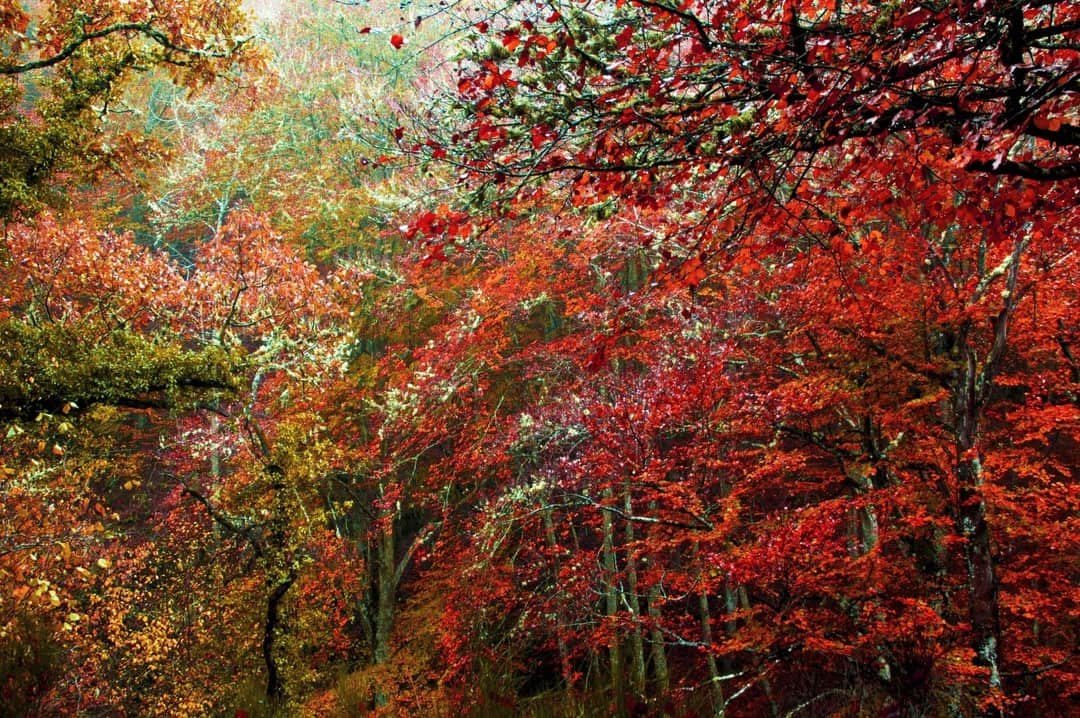 Copas de árboles en otoño en rojos y naranjas, llenando todo el encuadre.