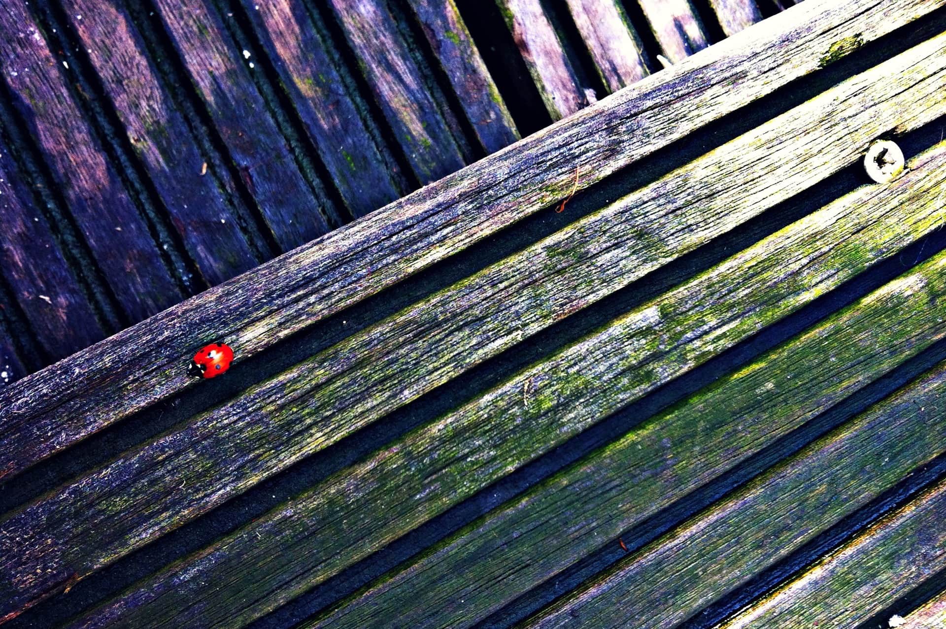 Mariquita roja sobre los listones diagonales de un banco de madera envejecida, con vetas abiertas y musgo verde