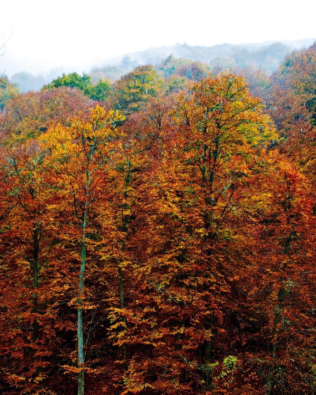 Ladera de bosque en otoño, con las copas de las hayas en rojos y naranjas y niebla al fondo.