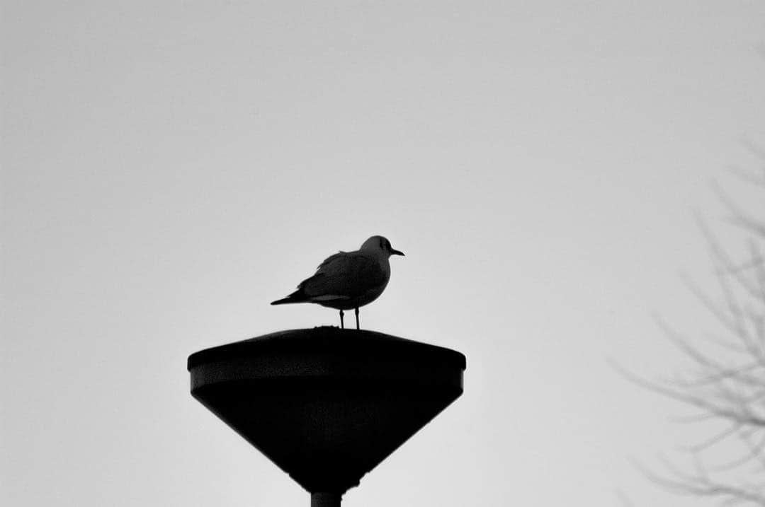 Gaviota posada sobre un poste de remate triangular, recortada en negro contra un cielo blanco.