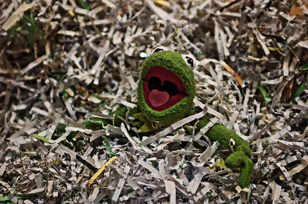 Marioneta de rana verde con la boca abierta, medio enterrada entre virutas de papel triturado.