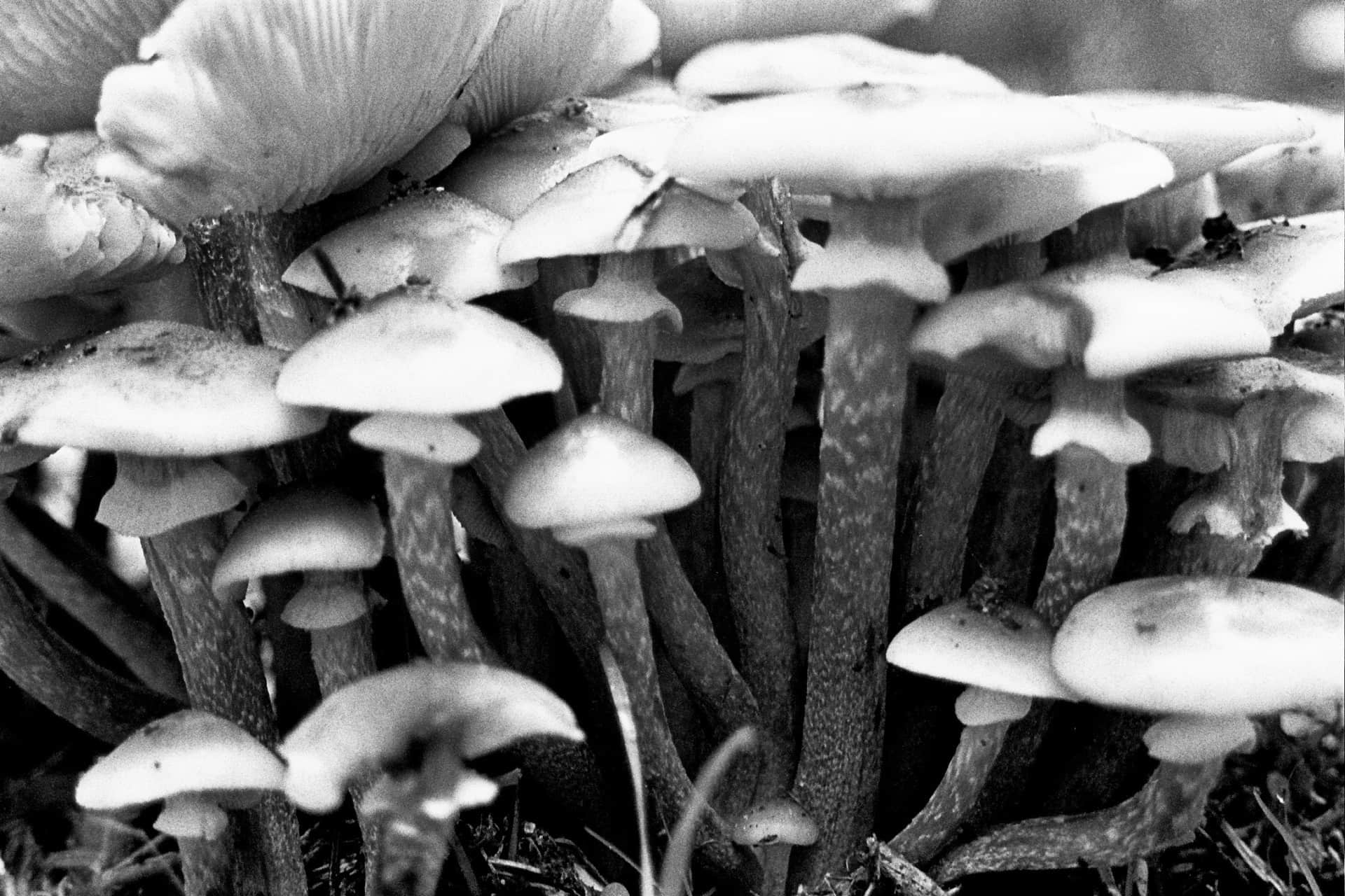Colonia de setas apiñadas vista a ras de suelo, con sombreros claros y pies oscuros moteados, en blanco y negro.