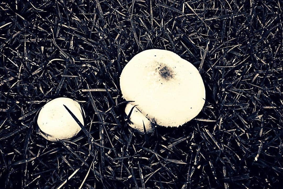 Dos setas blancas de sombrero redondo sobre un lecho oscuro de acículas de pino.
