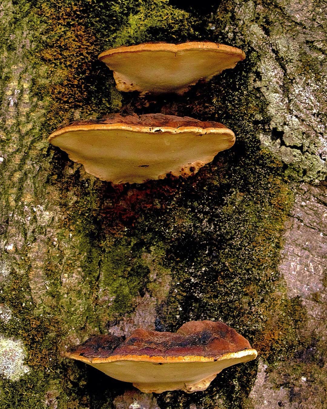 Tres hongos de yesca crecidos en el tronco de un árbol cubierto de musgo.