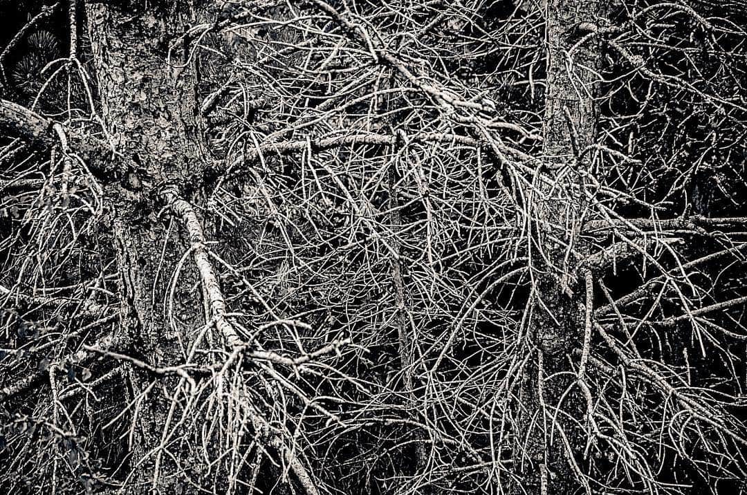 Maraña de ramas secas y raíces que llena todo el encuadre, en blanco y negro.