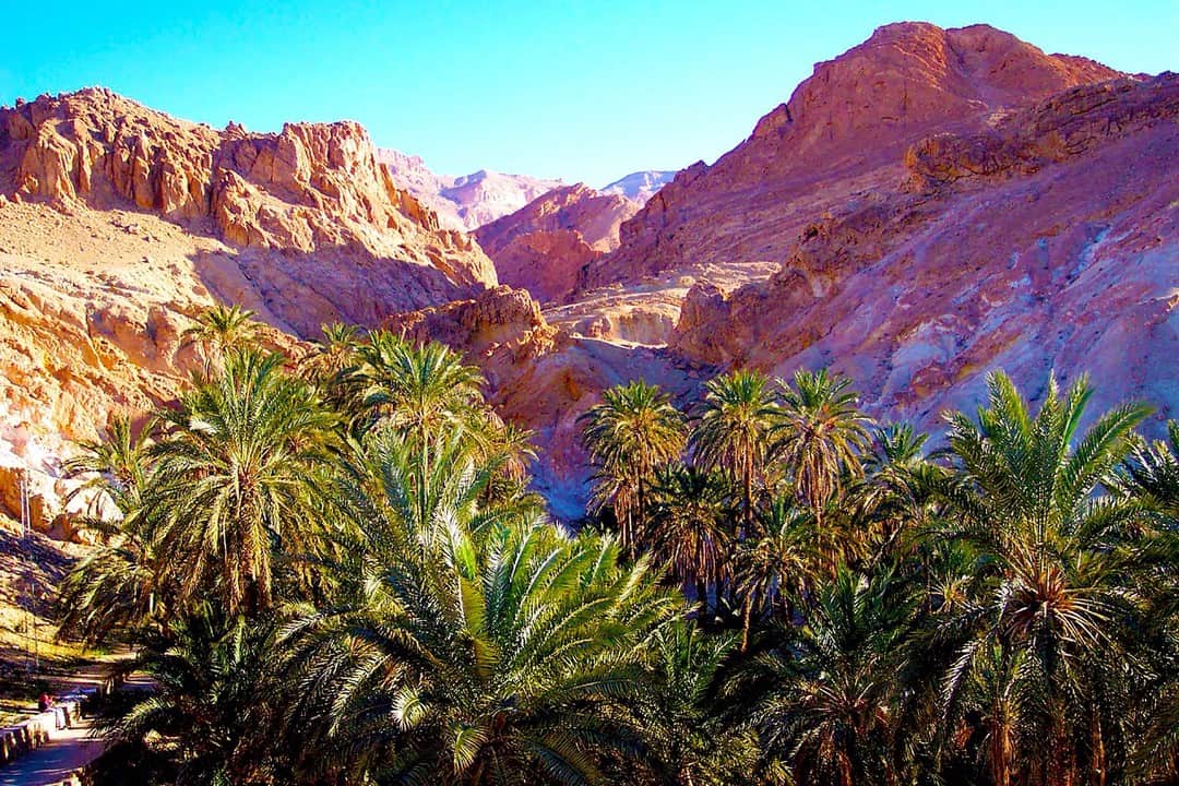 Palmeral verde al pie de montañas rocosas de tonos rojizos, bajo un cielo azul.
