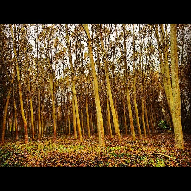Bosque de chopos de troncos rectos y desnudos, con el suelo cubierto de hojarasca ocre.