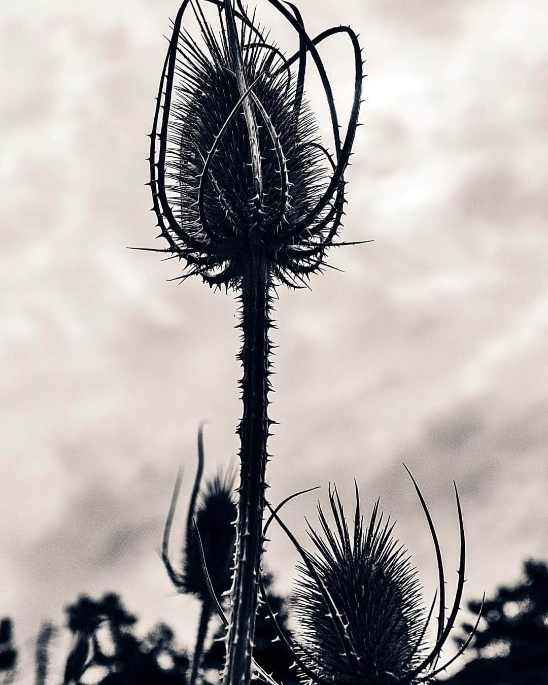 Cardo seco recortado a contraluz contra un cielo nublado, en blanco y negro.