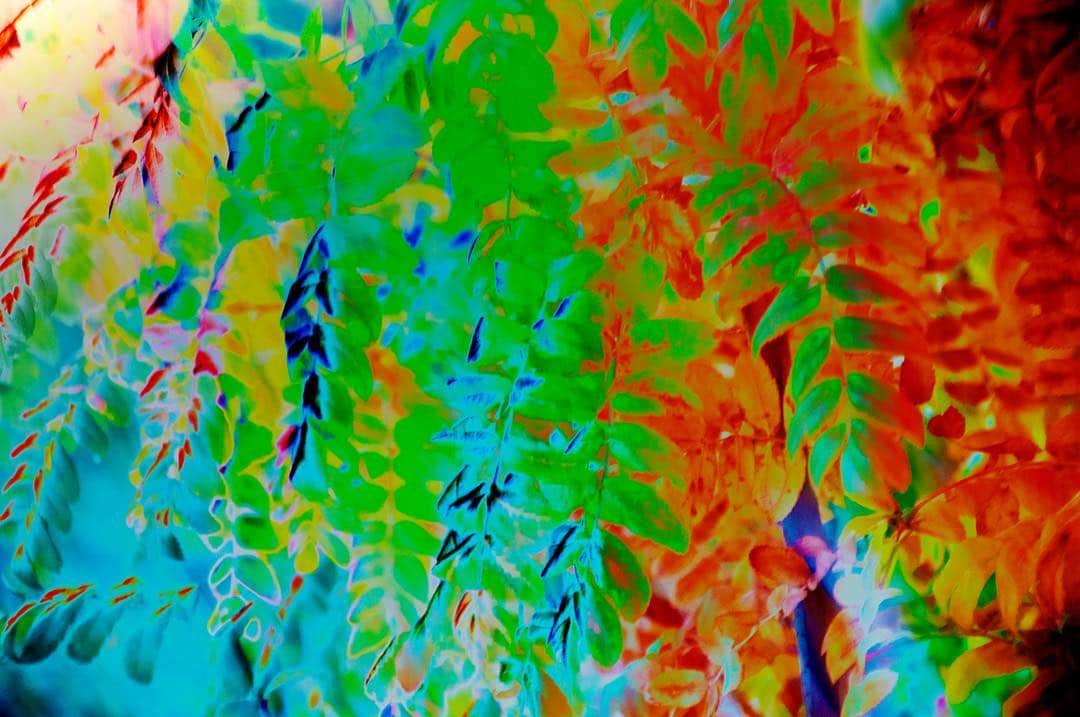 Follaje convertido en manchas de colores puros, rojos, verdes y azules, casi abstracto.