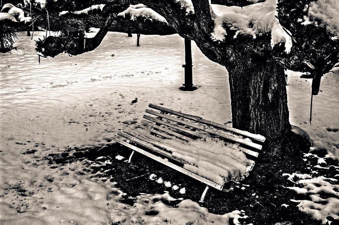 Banco de parque cubierto de nieve al pie de un árbol desnudo, en blanco y negro.
