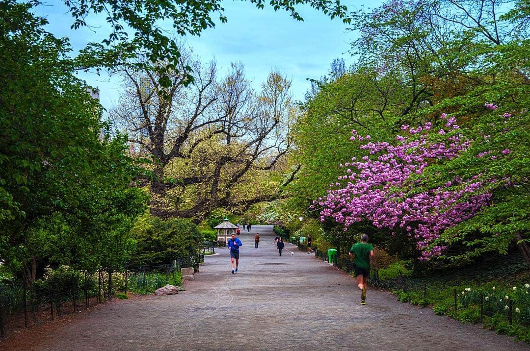 Paseo de un parque con corredores al fondo, flanqueado por árboles verdes y un arbusto en flor rosa.